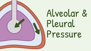 Alveolar Pressure and Pleural Pressure [upl. by Castillo618]