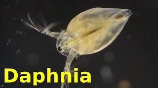 Daphnia [upl. by Enialed27]