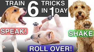 How to Train your Puppy 6 Tricks in 1 Day [upl. by Zere714]