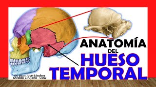 🥇 HUESO TEMPORAL Anatomía Fácil Rápido y Sencillo [upl. by Nurat]