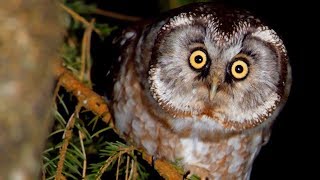 BOREAL OWL call Bird sounds at night [upl. by Ailedroc]