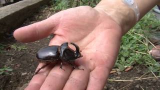 Rhinoceros beetle Oryctes Nasicornis [upl. by Susanna]