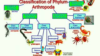 Classification of Phylum Arthropoda [upl. by Culliton]