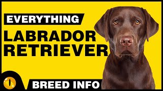 Everything About  LABRADOR RETRIEVER  Dogs 101  Dog Breed Information amp Facts [upl. by Naillij636]