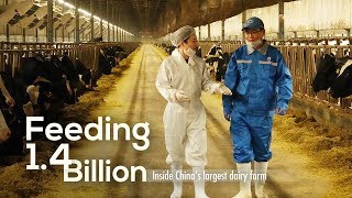 Feeding 14 Billion Inside Chinas largest dairy farm [upl. by Corsiglia]