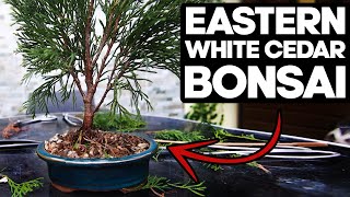 How to Bonsai an Eastern White Cedar🌲Thuja Occidentalis [upl. by Celina]