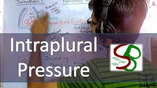 Lung pressure  Intraplural pressure [upl. by Heidie541]