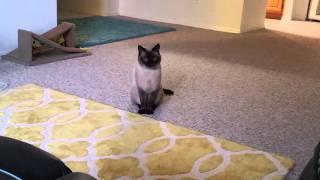 My Siamese Cat Talking to me [upl. by Oca637]