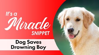 Dog Saves Drowning Boy  Its a Miracle Snippet [upl. by Ahsiena]