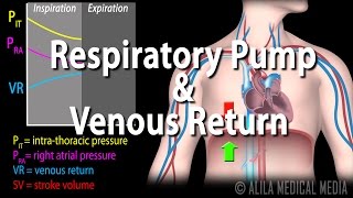 How Respiratory Pump Affects Venous Return Animation [upl. by Arikahs]