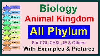 All Phylum  Kingdom Animalia  Biology [upl. by Bedelia]