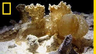 Nudibranch Snacks Along The Ocean Floor  National Geographic [upl. by Navoj]