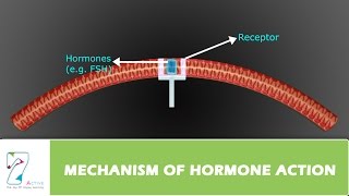 MECHANISM OF HORMONE ACTION [upl. by Otipaga]