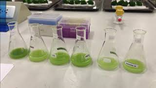 Testing of Peroxidase Activity [upl. by Bronwyn]