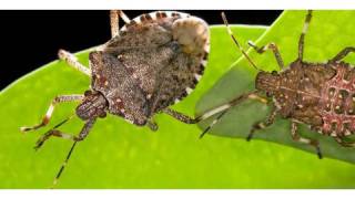 How to Get Rid of Stink Bugs  Pest Control [upl. by Aimas]