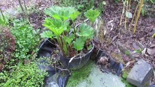 Hardy Jungle Like Perennial Gunnera manicata [upl. by Wehhtam]