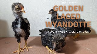 Golden Laced Wyandotte 4WeekOld Chicks [upl. by Short]