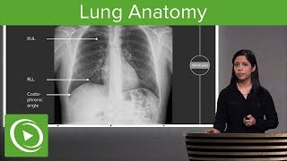 Lung Anatomy – Radiology  Lecturio [upl. by Eixirt]