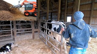 Real Life Day of a Dairyman [upl. by Nerok]