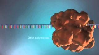 DNA replication  3D [upl. by Mullins]