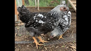 Raising Silver Laced Wyandotte Chicks [upl. by Nordek]