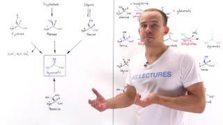 Metabolism of Amino Acids to Pyruvate [upl. by Rossie117]