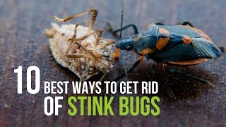 10 Best Ways to Get Rid of Stink Bugs [upl. by Parke]