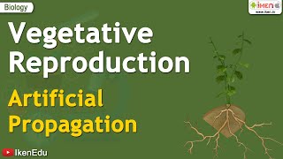 Vegetative Reproduction  Artificial Propagation  iKen  iKen Edu  iKen App [upl. by Buckler319]