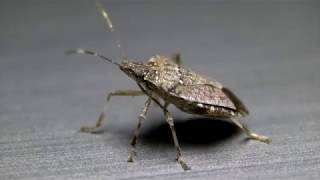 Brown Marmorated Stink Bug [upl. by Raknahs]