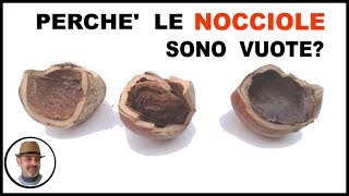 Perchè le nocciole cadono vuote Ecco le cause [upl. by Enal2]