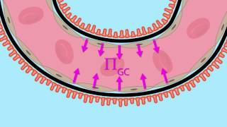 Glomerular Filtration Net Ultrafiltration Pressure [upl. by Rammaj220]