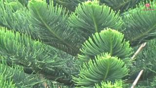 Araucaria heterophylla [upl. by Amlev684]