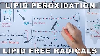 Mechanism of Lipid Peroxidation [upl. by Rhodes]