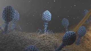 T4 Phage attacking Ecoli [upl. by Robson374]