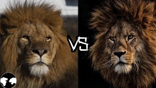 BARBARY LION vs AFRICAN LION  Who will win [upl. by Mayne39]