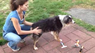 Grooming an Australian shepherd Buy an undercoat rake [upl. by Nelle]