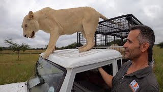 The Power Of A Lions Roar  The Lion Whisperer [upl. by Katina330]