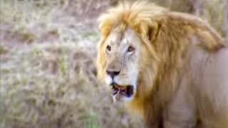 Lions Awake Wildlife with Ferocious Morning Roars  BBC Studios [upl. by Eisor713]