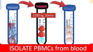 🩸 ISOLATING PBMC  Peripheral Blood Mononuclear Cells [upl. by Anual]