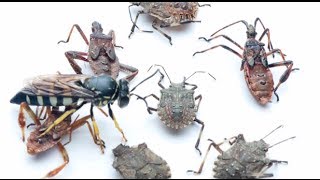 Tracking the Brown Marmorated Stink Bug Part 10 Biological Control [upl. by Ahsal]