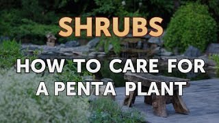 How to Care for a Penta Plant [upl. by Eliason255]