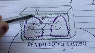 What Is Intrapleural Pressure   USMLE STEP 1 [upl. by Aridatha]