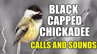 Blackcapped Chickadee Calls [upl. by Eiltan135]