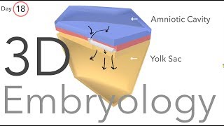 Gastrulation  Embryology [upl. by Ecnerol560]