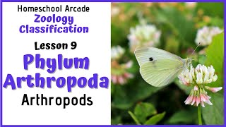 What are Arthropods  Phylum Arthropoda [upl. by Ayot]