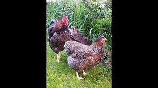 Blue Laced Red Wyandottes [upl. by Ah]