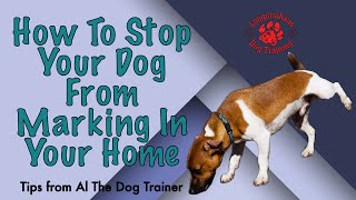 How To Stop Your Dog From Marking In Your Home  Tips From Al The Dog Trainer [upl. by Enneiluj399]