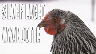 Chicken Breeds Silver Laced Wyandotte Chickens [upl. by Bradstreet]