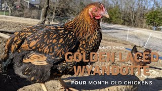 Golden Laced Wyandotte 4MonthOld Chickens [upl. by Assiruam]