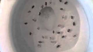 Proof Soapy Water Kills Stink Bugs [upl. by Bainbridge662]